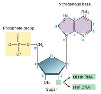 Phosphodiester bonds in nucleic acids