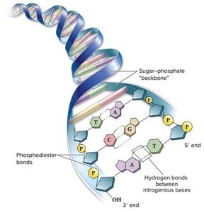 DNA and transfer RNA structures
