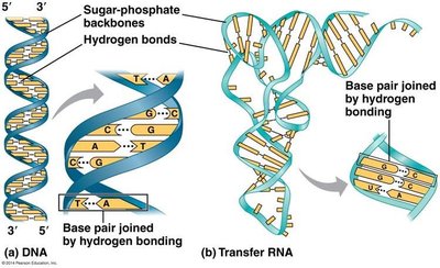 ATP structure: triphosphate, ribose, adenine
