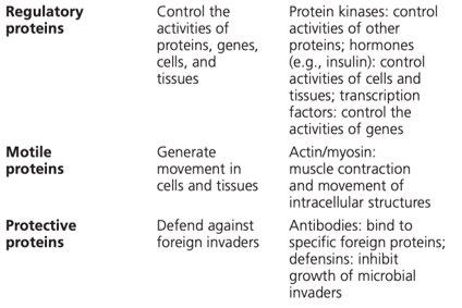 Amino acid structure and ionized form