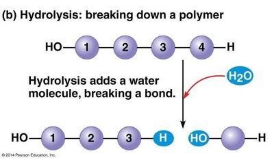 Hydrolysis: breaking down a polymer