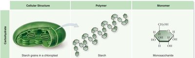Carbohydrate structure: cellular, polymer, monomer