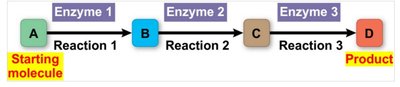 Diagram of a metabolic pathway with enzymes and intermediates