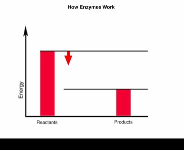 Bar graph showing how enzymes lower activation energy