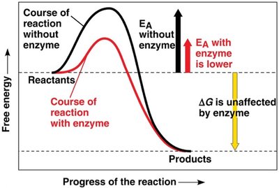 Energy diagram comparing reactions with and without enzyme