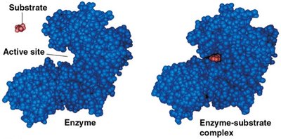 Enzyme and substrate binding at the active site