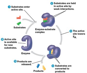 Diagram of the enzyme catalytic cycle