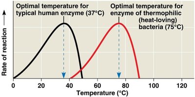 Graph of enzyme activity vs. temperature