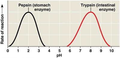 Graph of enzyme activity vs. pH for pepsin and trypsin