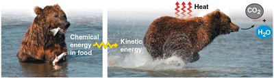 Bear converting chemical energy in food to kinetic energy and heat