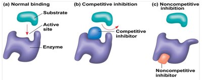 Diagram of competitive and noncompetitive inhibition