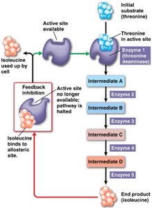 Feedback inhibition in a metabolic pathway