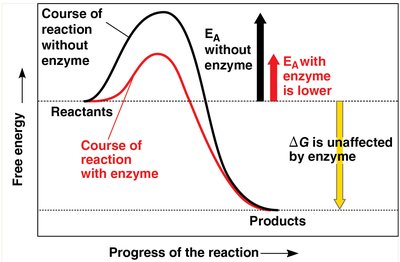 Summary diagram: enzymes lower activation energy but do not change ΔG