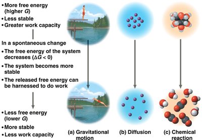 Diagram showing free energy, stability, and spontaneous change
