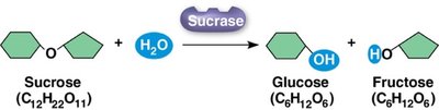 Enzyme-catalyzed hydrolysis of sucrose