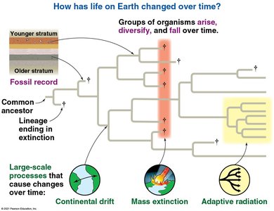 Diagram showing how life on Earth changes over time, with fossil record, continental drift, mass extinction, and adaptive radiation
