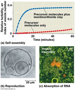 Graphs and images showing vesicle formation, self-assembly, and RNA absorption