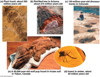 Examples of different types of fossils: plant fossil, petrified tree, dinosaur tracks, insect in amber, wolf pup in ice