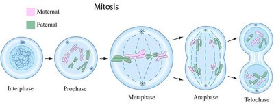 Mitosis stages diagram