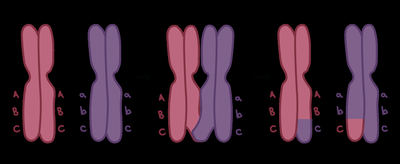Crossing over diagram
