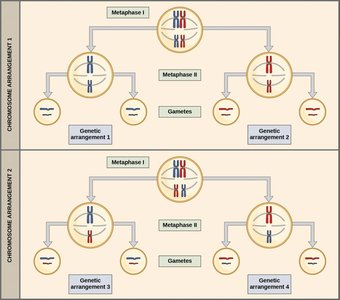 Independent assortment diagram