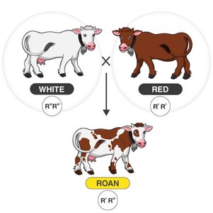 Codominance in cows