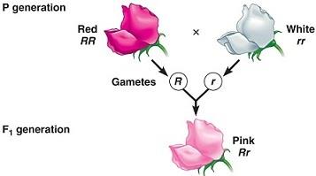 Incomplete dominance in flowers