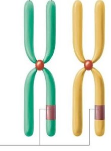 Homologous chromosomes illustration