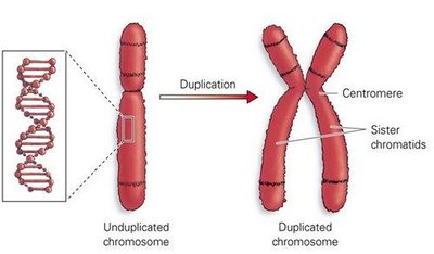 Chromosome duplication and structure
