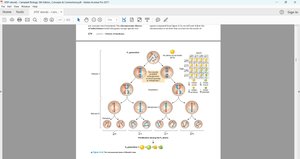 Chromosome behavior during meiosis