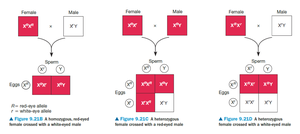 Punnett squares for sex-linked inheritance