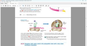 Translation initiation steps