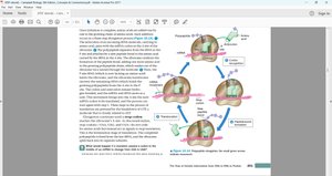 Translation elongation and termination