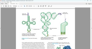 tRNA structure and function