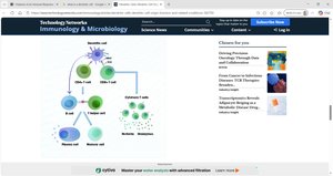 Dendritic cells presenting antigens to B and T cells