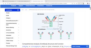 Basic antibody structure