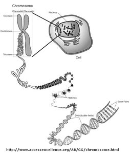 Diagram showing chromosome structure from DNA to chromatin to chromosome in a eukaryotic cell