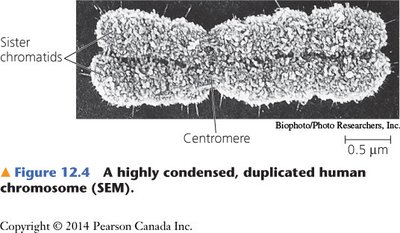 SEM image of a highly condensed, duplicated human chromosome showing sister chromatids and centromere