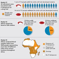 Infographic summarizing studies on sickle cell trait and malaria resistance
