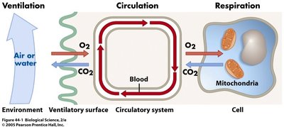 Diagram of ventilation, circulation, and respiration showing O2 and CO2 movement from environment to cell