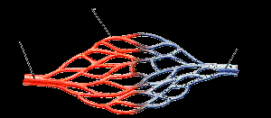 Diagram of capillary network