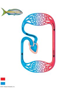 Diagram of single circulation in fish