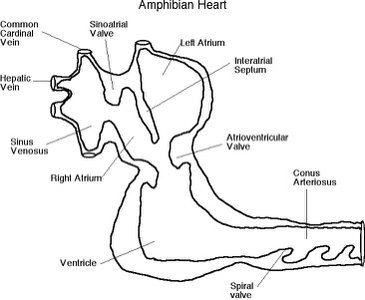 Diagram of amphibian heart