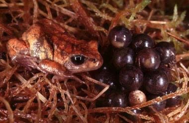 Diagram of frog heart and circulation