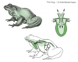 Diagram of double circulation in amphibians