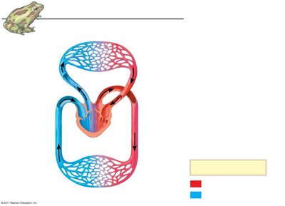 Diagram of double circulation in amphibians