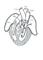 Diagram of reptilian heart and circulation