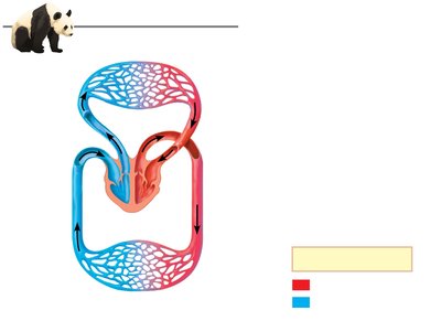 Diagram of mammalian/bird heart and circulation