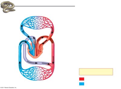 Diagram of mammalian/bird heart and circulation