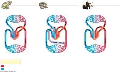 Comparative diagram of amphibian, reptile, and mammal/bird circulation